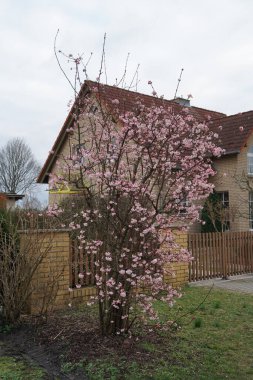 Viburnum bodnantense şubat ayında bahçede çiçek açar. Viburnum bodnantense (Bodnant viburnum), bir bahçe kökü olan melez çiçek veren bitki topluluğudur. Berlin, Almanya