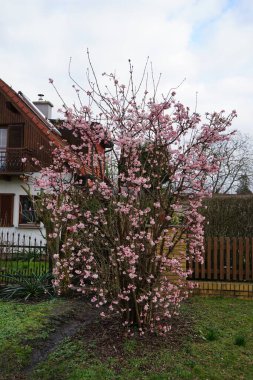 Viburnum bodnantense şubat ayında bahçede çiçek açar. Viburnum bodnantense (Bodnant viburnum), bir bahçe kökü olan melez çiçek veren bitki topluluğudur. Berlin, Almanya