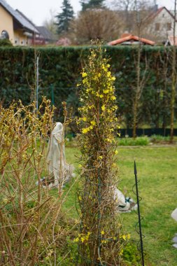 Bahçede kışın çiçek açan Jasminum Nudiflorum çalısı. Jasminum nudiflorum, kış yasemini, ince ve yaprak döken bir çalıdır. Berlin, Almanya 