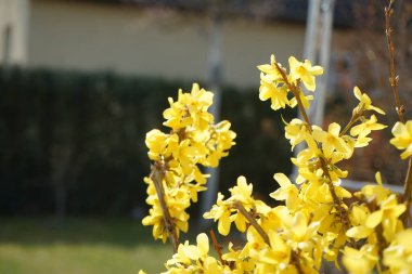 Mart 'ta bahçede çiçek açan Forsythia. Forsythia, Oleaceae familyasından bir bitki cinsidir. Berlin, Almanya 