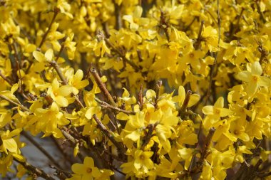 Mart 'ta bahçede çiçek açan Forsythia. Forsythia, Oleaceae familyasından bir bitki cinsidir. Berlin, Almanya 