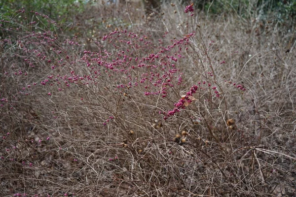 월에는 열매가 Symphoricarpos Orbiculatus Orbiculatus 브러시 인디안 고민거리는 젖먹이 속하는 — 스톡 사진