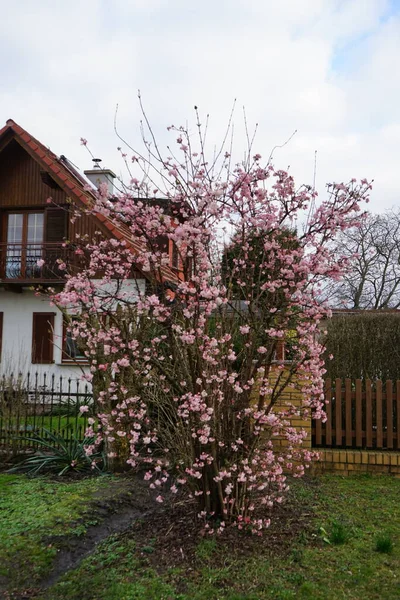 Viburnum Bodnantense Şubat Ayında Bahçede Çiçek Açar Viburnum Bodnantense Bodnant — Stok fotoğraf