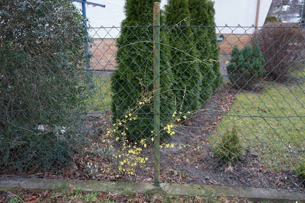 庭の冬にJasminum Nudiflorumブッシュを開花させる ジャスミン ヌディフロラム Jasminum Nudiflorum 冬のジャスミンで 細長い落葉低木です ドイツ ベルリン — ストック写真