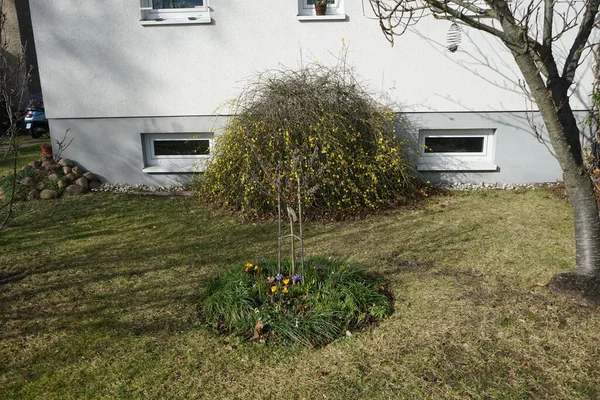 庭の冬にJasminum Nudiflorumブッシュを開花させる ジャスミン ヌディフロラム Jasminum Nudiflorum 冬のジャスミンで 細長い落葉低木です ドイツ ベルリン — ストック写真