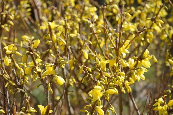 Virágzó Forsythia Kertben Márciusban Forsythia Olajbogyó Félék Családjába Tartozó Virágzó — Stock Fotó