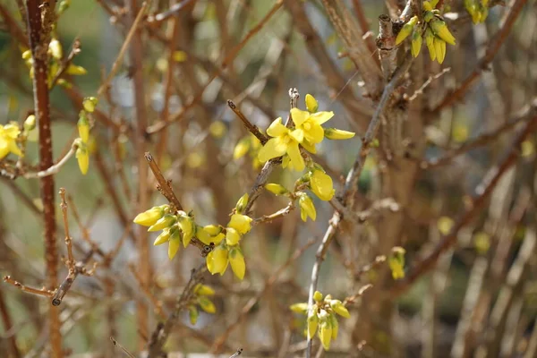 Mart Bahçede Çiçek Açan Forsythia Forsythia Oleaceae Familyasından Bir Bitki — Stok fotoğraf