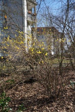 Mart 'ta bahçede çiçek açan Forsythia. Forsythia, Oleaceae familyasından bir bitki cinsidir. Berlin, Almanya 