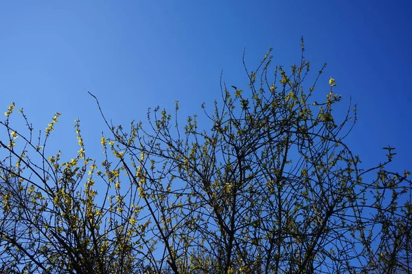 Virágzó Forsythia Kertben Márciusban Forsythia Olajbogyó Félék Családjába Tartozó Virágzó — Stock Fotó