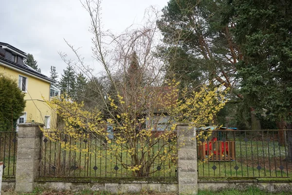 二月在花园里盛开的Hamamelis中间体 金银花 Hamamelis Intermedia 是金银花科的一种开花植物 德国柏林 — 图库照片