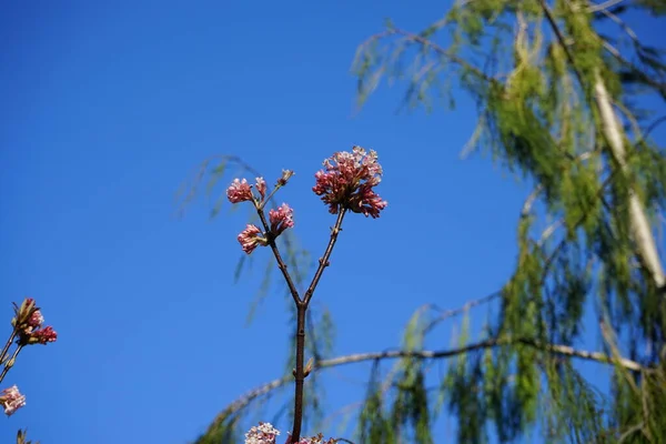 Virágzó Viburnum Farreri Márciusban Viburnum Farreri Syn Illatanyag Korábban Caprifoliaceae — Stock Fotó