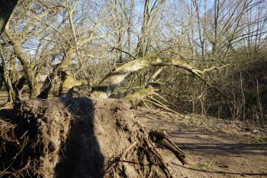 Bir kasırga Berlinliler için dinlenme alanındaki bir ağacı kökünden söktü. Marzahn-Hellersdorf, Berlin, Almanya