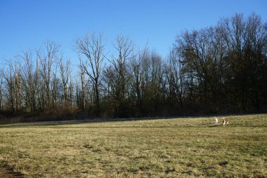 Mart ayında köpekler çayırda yürür. Marzahn-Hellersdorf, Berlin, Almanya 