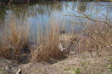Nisan ayında Wuhlesee Gölü 'nün çalılıklarındaki yuvada beyaz dilsiz kuğu. Dilsiz kuğu (