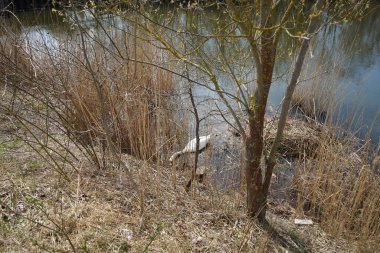 Nisan ayında Wuhlesee Gölü 'nün çalılıklarındaki yuvada beyaz dilsiz kuğu. Dilsiz kuğu (