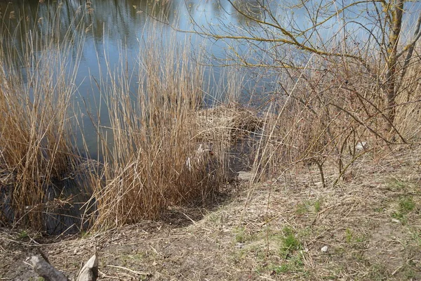 stock image White mute swan at the nest in the thickets of Lake Wuhlesee in April. The mute swan, Cygnus olor, is a species of swan and a member of the waterfowl family Anatidae. Berlin, Germany