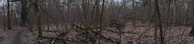 Fotoğraf panoraması. Soğuk mevsimde güzel orman manzarası. Berlin, Almanya