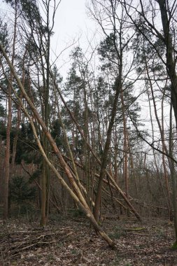 Rüzgarla savrulan ağaçları, dalları ve yaprakları olan harika bir orman. Berlin, Almanya 
