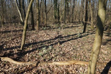 Rüzgarla savrulan ağaçları, dalları ve yaprakları olan harika bir orman. Berlin, Almanya 
