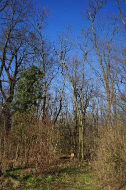 Rüzgarla savrulan ağaçları, dalları ve yaprakları olan harika bir orman. Berlin, Almanya 