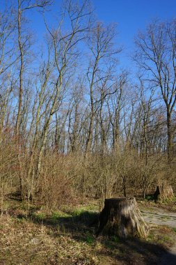 Rüzgarla savrulan ağaçları, dalları ve yaprakları olan harika bir orman. Berlin, Almanya 