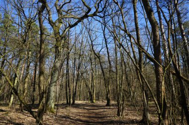 Rüzgarla savrulan ağaçları, dalları ve yaprakları olan harika bir orman. Berlin, Almanya 