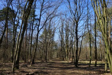 Rüzgarla savrulan ağaçları, dalları ve yaprakları olan harika bir orman. Berlin, Almanya 