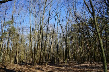 Rüzgarla savrulan ağaçları, dalları ve yaprakları olan harika bir orman. Berlin, Almanya 