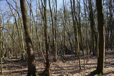 Rüzgarla savrulan ağaçları, dalları ve yaprakları olan harika bir orman. Berlin, Almanya 