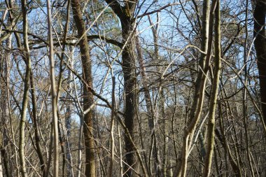 Rüzgarla savrulan ağaçları, dalları ve yaprakları olan harika bir orman. Berlin, Almanya 