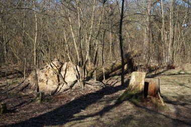 Rüzgarla savrulan ağaçları, dalları ve yaprakları olan harika bir orman. Berlin, Almanya 