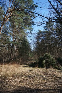 Rüzgarla savrulan ağaçları, dalları ve yaprakları olan harika bir orman. Berlin, Almanya 