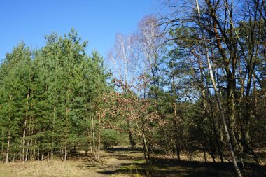 Soğuk mevsimde güzel orman manzarası. Berlin, Almanya 