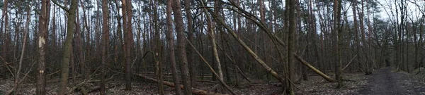 Panorama Fotográfico Bela Paisagem Florestal Estação Fria Berlim Alemanha — Fotografia de Stock
