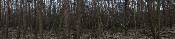 Fotografické Panorama Krásná Lesní Krajina Chladném Období Berlín Německo — Stock fotografie