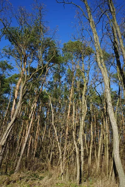 Maravilloso Bosque Con Árboles Soplados Por Viento Ramas Follaje Otoño —  Fotos de Stock