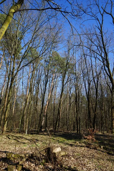 Wunderschöner Wald Mit Windgewehten Bäumen Ästen Und Herbstlaub Berlin Deutschland — Stockfoto