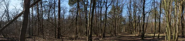 Panorama Fotográfico Bela Paisagem Florestal Estação Fria Berlim Alemanha — Fotografia de Stock