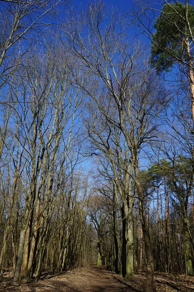 Maravilloso Bosque Con Árboles Soplados Por Viento Ramas Follaje Otoño — Foto de Stock