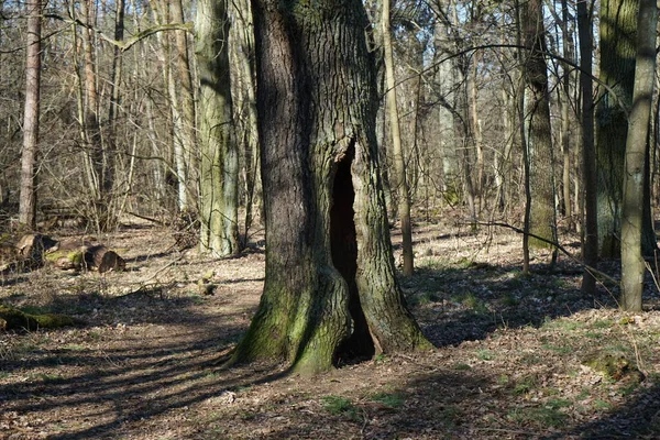 Csodálatos Erdő Szélfútta Fákkal Ágakkal Őszi Lombozattal Berlin Németország — Stock Fotó