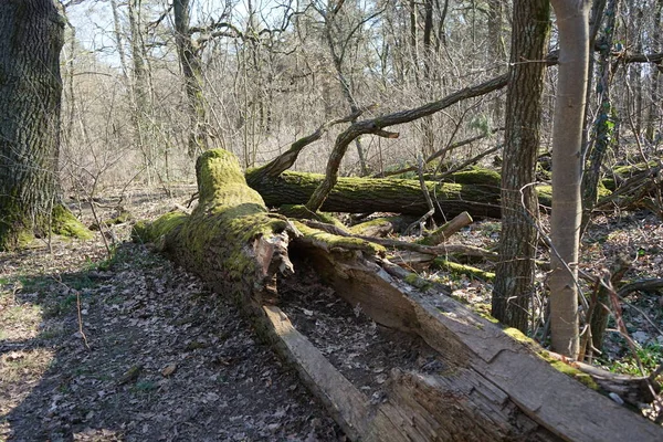 Csodálatos Erdő Szélfútta Fákkal Ágakkal Őszi Lombozattal Berlin Németország — Stock Fotó