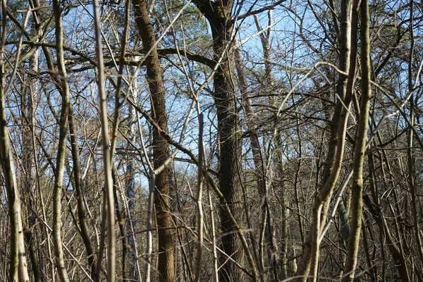 Forêt Magnifique Avec Arbres Soufflés Par Vent Branches Feuillage Automne — Photo