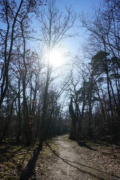 Soleil Brille Travers Les Branches Des Arbres Forêt Berlin Allemagne — Photo
