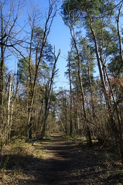 stock image Wonderful forest with wind-blown trees, branches and fall foliage. Berlin, Germany 