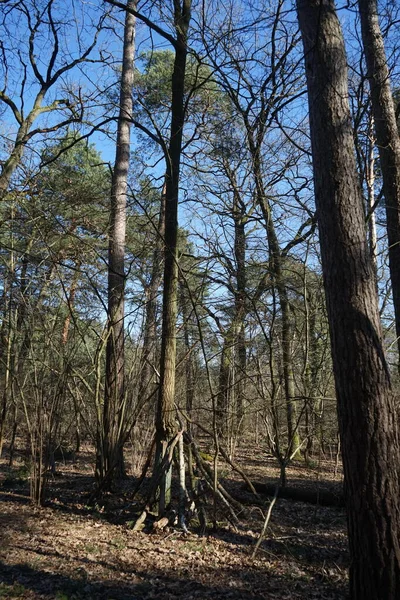 Чудовий Ліс Дутими Вітром Деревами Гілками Падінням Листя Берлін Німеччина — стокове фото