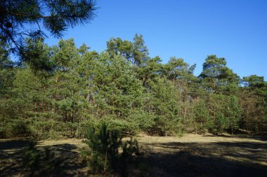 Soğuk mevsimde güzel orman manzarası. Berlin, Almanya 