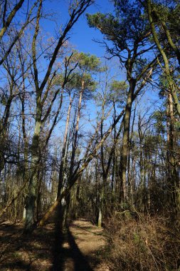 Rüzgarla savrulan ağaçları, dalları ve yaprakları olan harika bir orman. Berlin, Almanya 