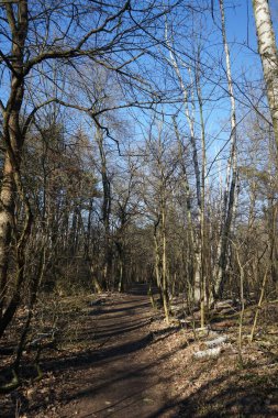 Rüzgarla savrulan ağaçları, dalları ve yaprakları olan harika bir orman. Berlin, Almanya 