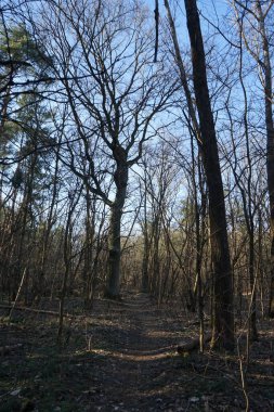 Rüzgarla savrulan ağaçları, dalları ve yaprakları olan harika bir orman. Berlin, Almanya 