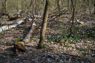 Rüzgarla savrulan ağaçları, dalları ve yaprakları olan harika bir orman. Berlin, Almanya 